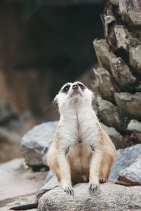 Cat looking away while sitting on rock