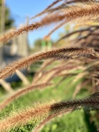 Close-up of rope on field