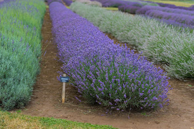 Purple flowering plants on field