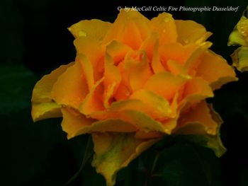 Close-up of yellow flower blooming against black background