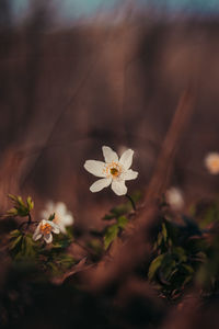 Close-up of white flowering plant