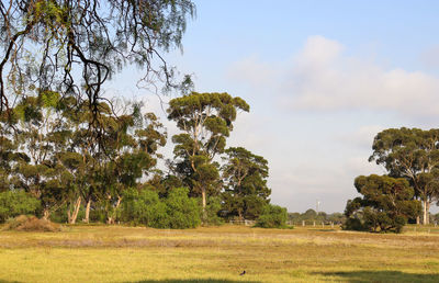 Scenic view of trees on field against sky