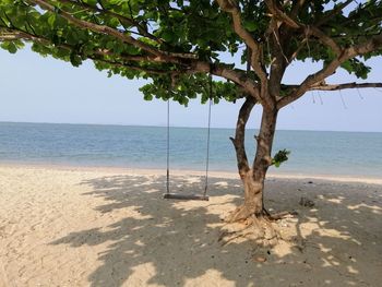 Tree on beach against clear sky