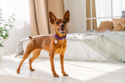 Miniature brown pinscher stands against the background of a bed and a window.