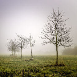 Bare tree on field against clear sky