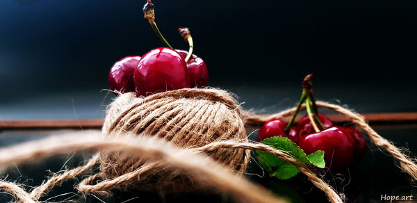 Close-up of red berries on plant