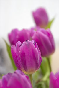Close-up of pink tulip blooming outdoors