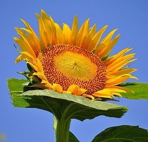 Low angle view of sunflower blooming against clear sky