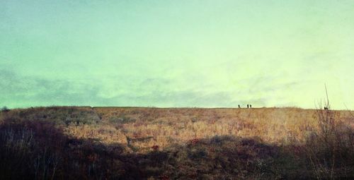 Scenic view of grassy field against sky