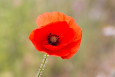 Close-up of red poppy