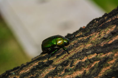 Close-up of insect on tree trunk