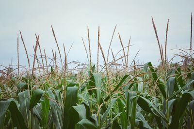 Close-up of crops growing on field against sky