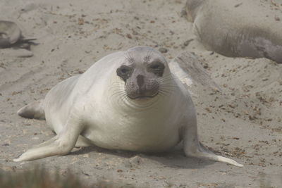 Close-up of sea lion lying on sand at beach