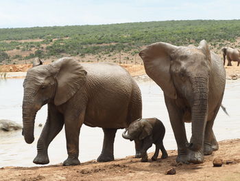 View of elephant on field