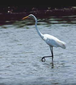 View of birds in water