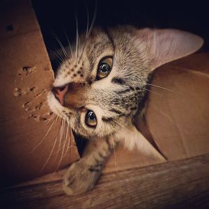 Close-up portrait of a cat
