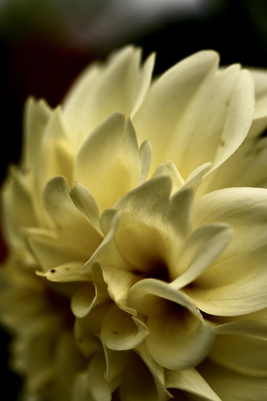 CLOSE-UP OF WHITE FLOWERING PLANTS