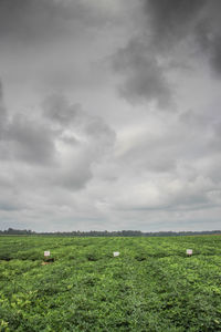 Scenic view of grassy field against cloudy sky