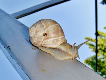 Close-up of snail on metallic pole