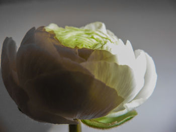 Close-up of flower over black background