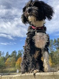 Dog sitting in a park