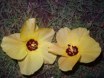 Close-up high angle view of yellow flowers