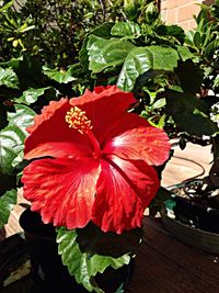 flower