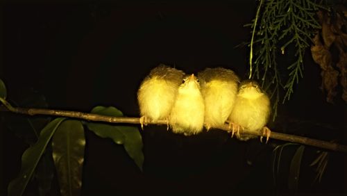 Close-up of a bird