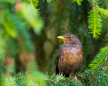 Close-up of bird perching on tree