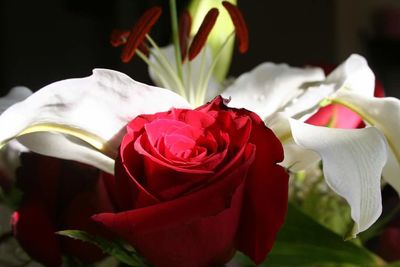 Close-up of red roses