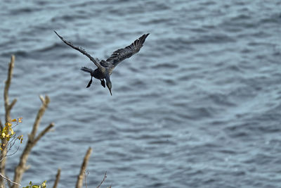 Seagull flying over sea