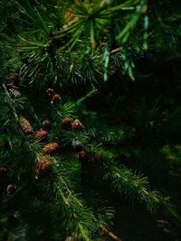 Close-up of pine tree in forest