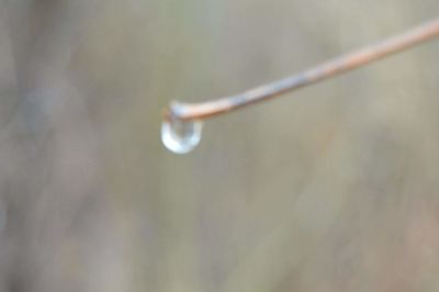 Close-up of plant against blurred background