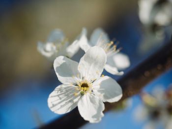 Close-up of white cherry blossom