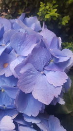 Close-up of purple hydrangea flower