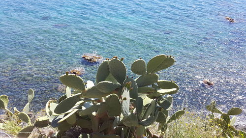 High angle view of trees by sea