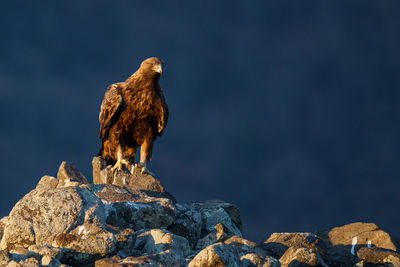 Close-up of golden eagle perching on rock