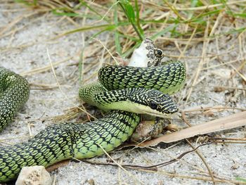 Close-up of lizard on plant