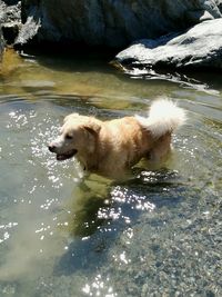 Dog swimming in lake