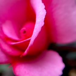 Macro shot of pink rose