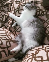 Cat sleeping at home