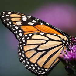 Close-up of butterfly pollinating on purple flower