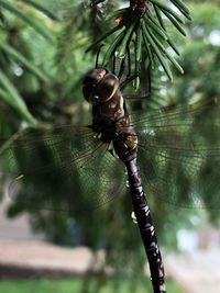 Close-up of dragonfly on leaf