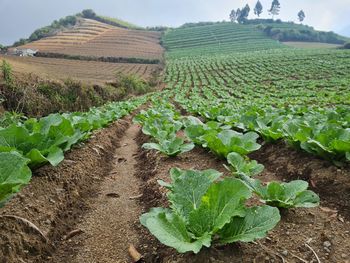 Close-up of fresh green field