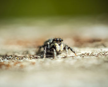 Close-up of spider