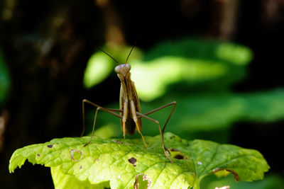 Close-up of insect on leaf