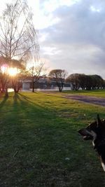 View of dog on field against sky