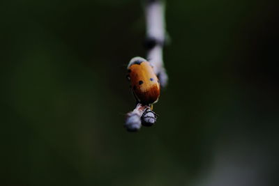Close-up of ladybug on a plant