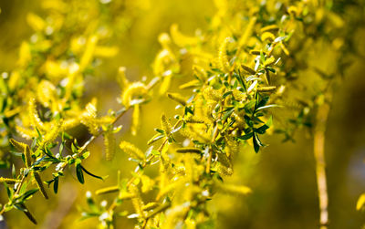 Close-up of yellow flowering plants on field