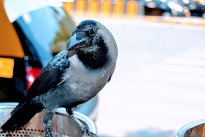 Close-up of bird perching outdoors